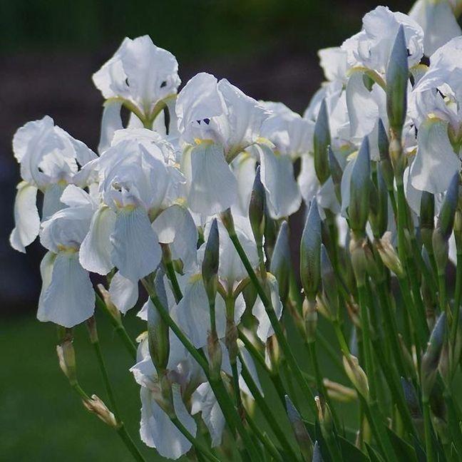 Iris florentina