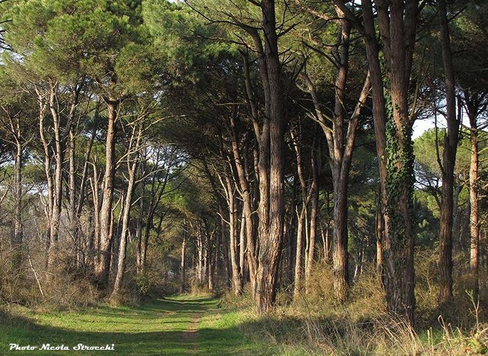 Pineta di Classe - Photo Nicola Strocchi