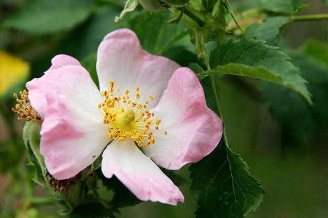 fiore di rosa canina