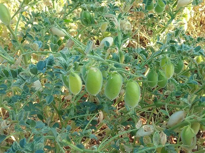 Cece bianco (maturazione cerosa)