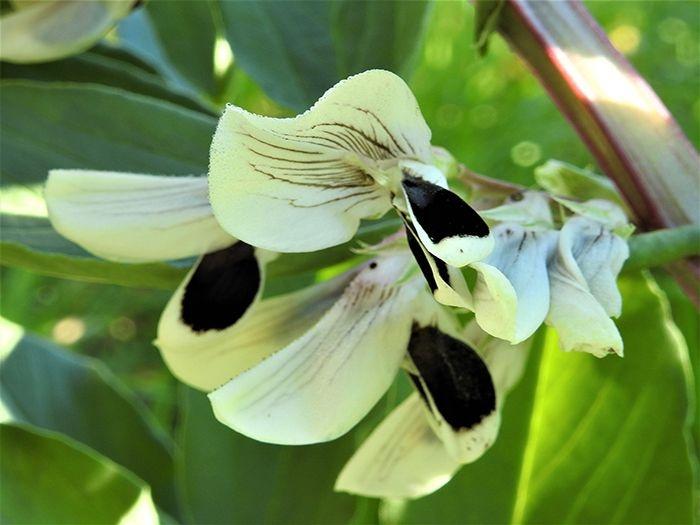 Fiore di Fava