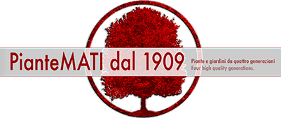 mati